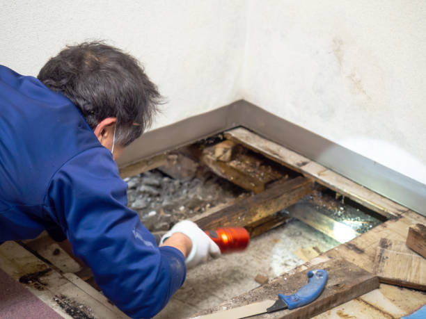 Best Toxic Mold Removal  in Cairo, NE