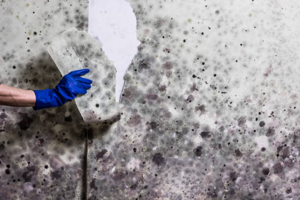 Best Mold Cleaning Services  in Cairo, NE
