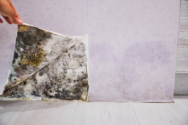 Best Fast Mold Removal  in Cairo, NE